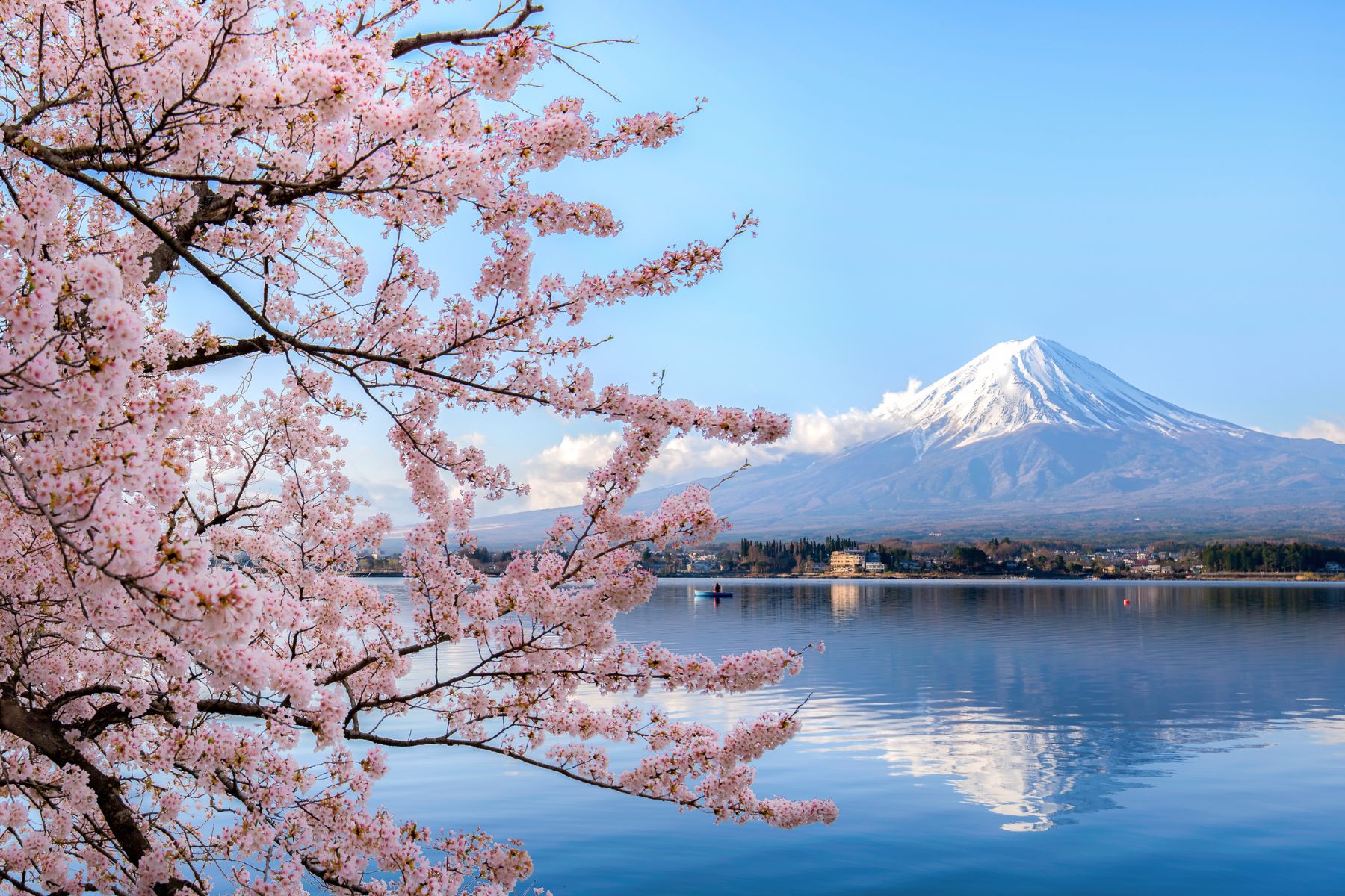 Cherry Blossoms signal Spring